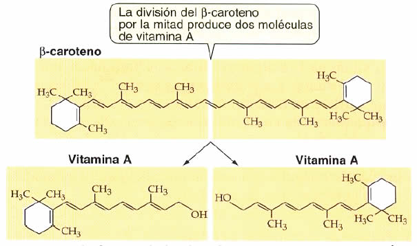 Los Terpenos