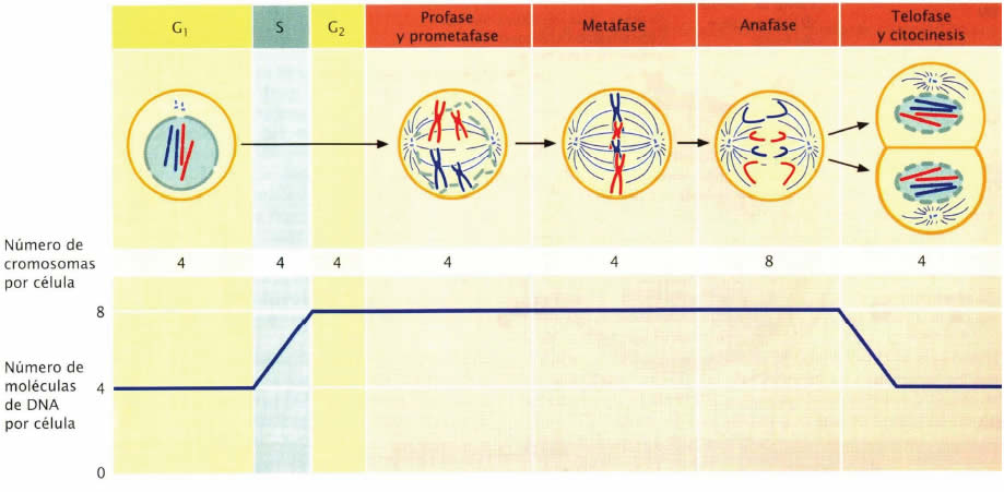 Cromosomas y ADN durante el ciclo celular