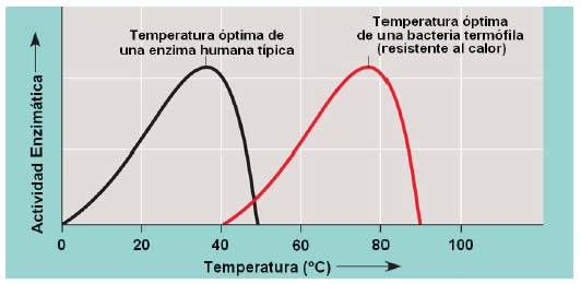 Efecto de la temperatura sobre la actividad enzimática 