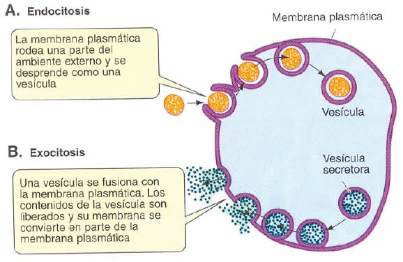 Intercambio a través de vesículas