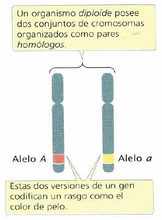 Ploidía