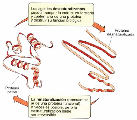 Desnaturalización de una proteína