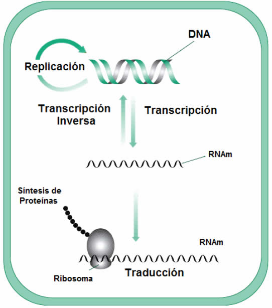 Información a partir del ADN