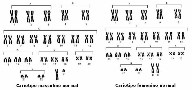 Cariotipos