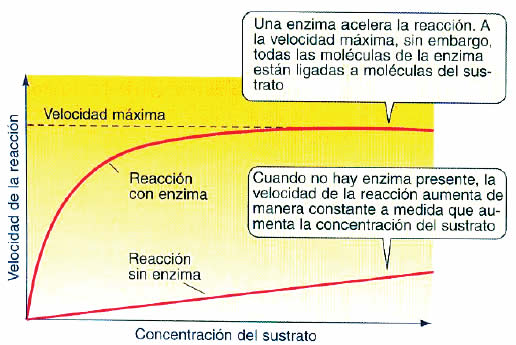 Concentración de sustrato