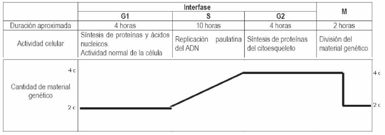 cantidad de ADN durante un ciclo celular