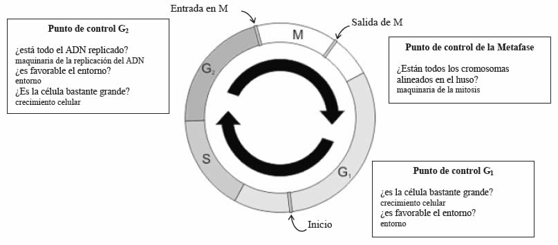 Control de la división celular