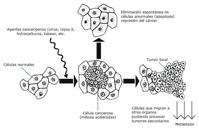 Cáncer