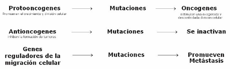 Bases Genéticas del Cáncer