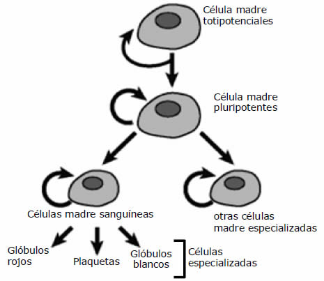 células madre