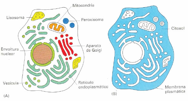 Estructuras Citoplasmáticas