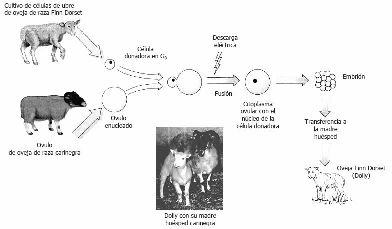Cómo se clonó a Dolly