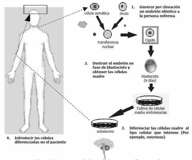 clonación humana con fines terapéuticos