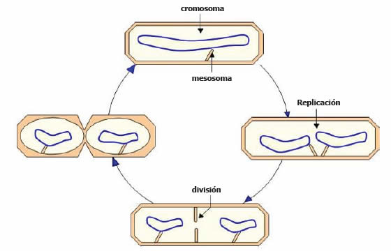 División en procariontes