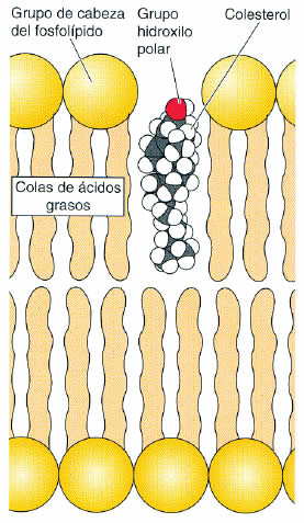 Colesterol