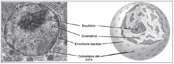 Organelos: Núcleo