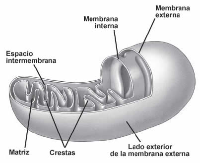 mitocondria