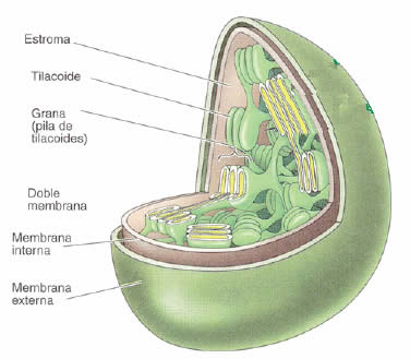 cloroplasto