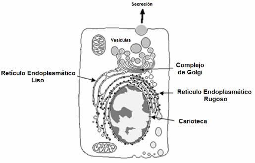 Complejo de Golgi