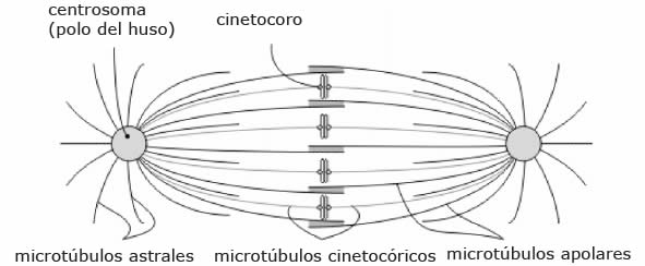 Metafase