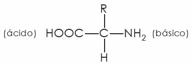 Aminoácidos