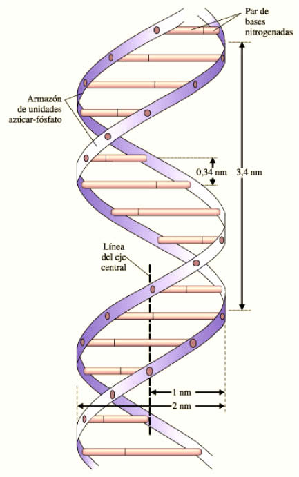 Ácido Desoxirribonucleico