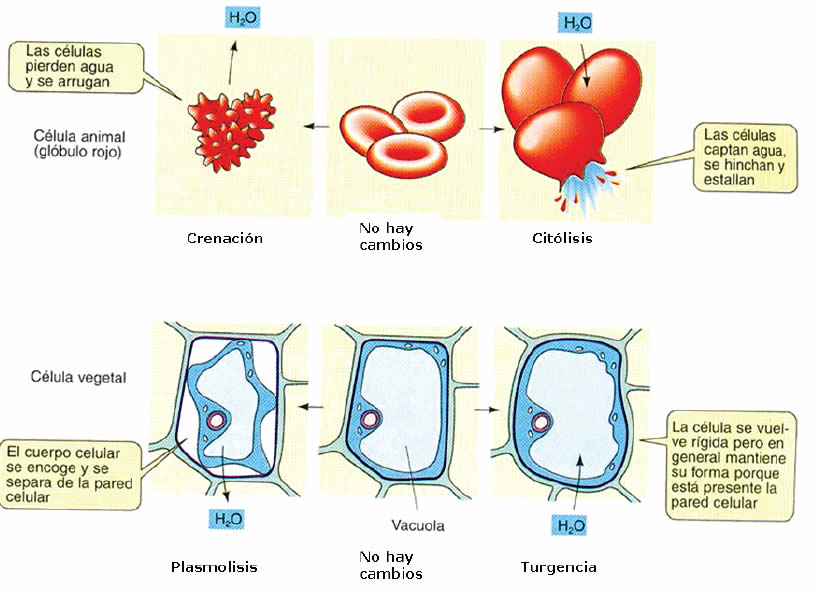 Resultado de imagen para crenacion y hemolisis biología celular