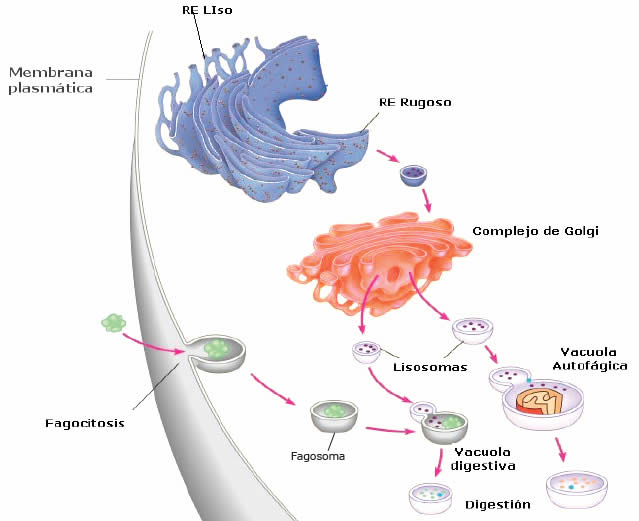 Lisosoma