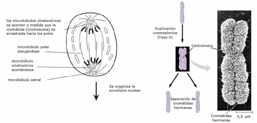 Anafase