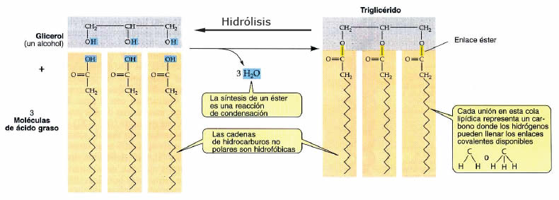 Glicéridos