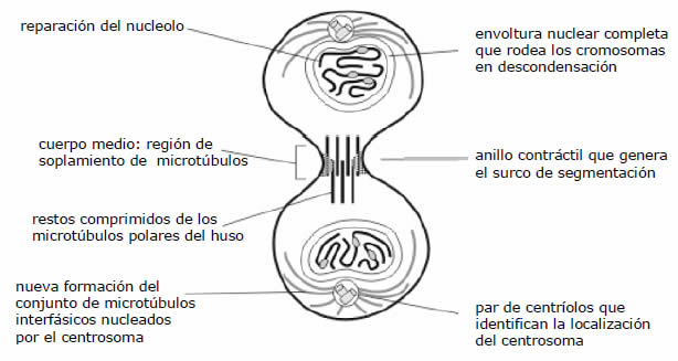 Telofase