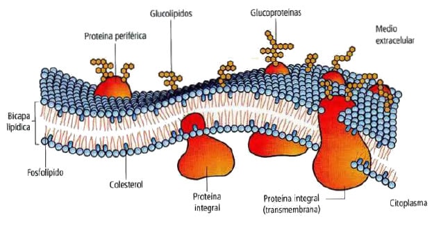 reinado Cambiarse de ropa microondas Membrana plasmática » Blog de Biología