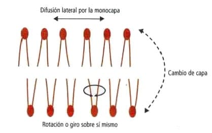 Movimiento de los fosofolípidos en la bicapa lipídica