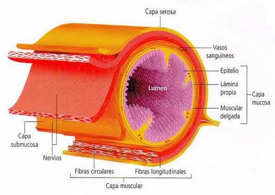 Corte transversal del tubo digestivo