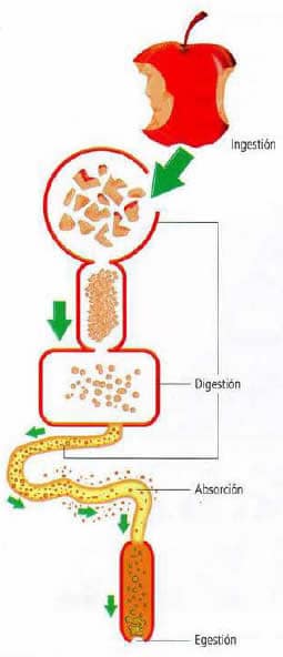 Funciones del sistema digestivo