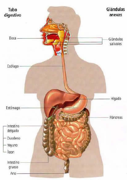 Partes del Sistema Digestivo