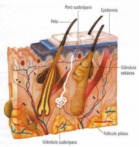 Sistema excretor - Piel