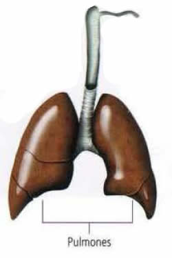 Sistema excretor - Pulmones