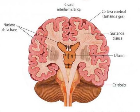 Corte frontal del encéfalo