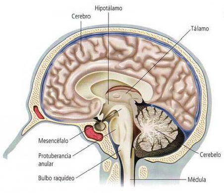 Corte sagital del encéfalo