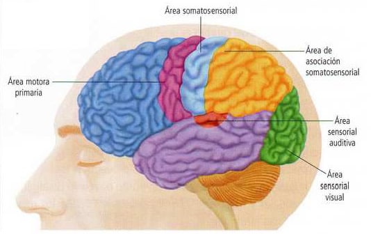 Corteza cerebral