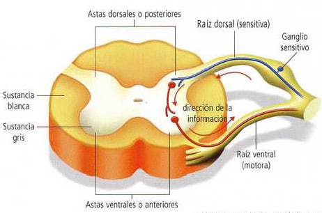 Estructura de la médula espinal