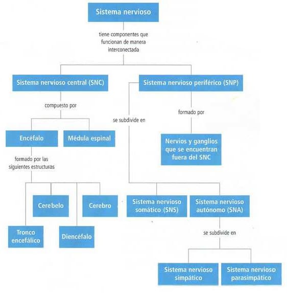 Partes del sistema nervioso