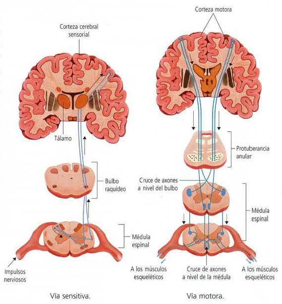 Vía sensitiva y motora