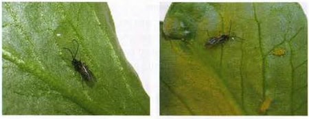 Parasitoides