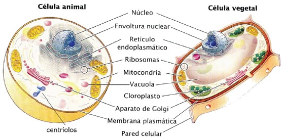 Célula animal