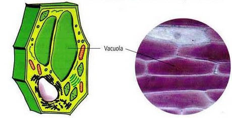 Vacuola