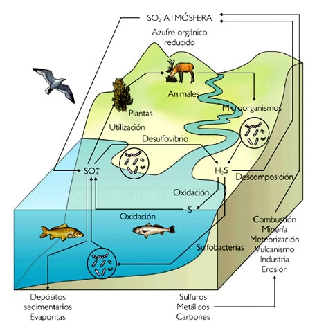 Ciclo del azufre