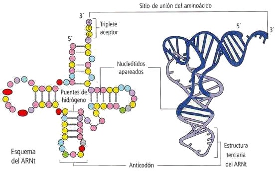 ARN de transferencia