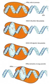 ARN polimerasa » Blog de Biología